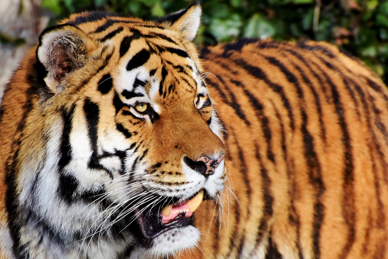 Включи тигриные истории. Тигр в ярости. Бенгальский тигр голова. Голова тигра фото. Тигр с языком.