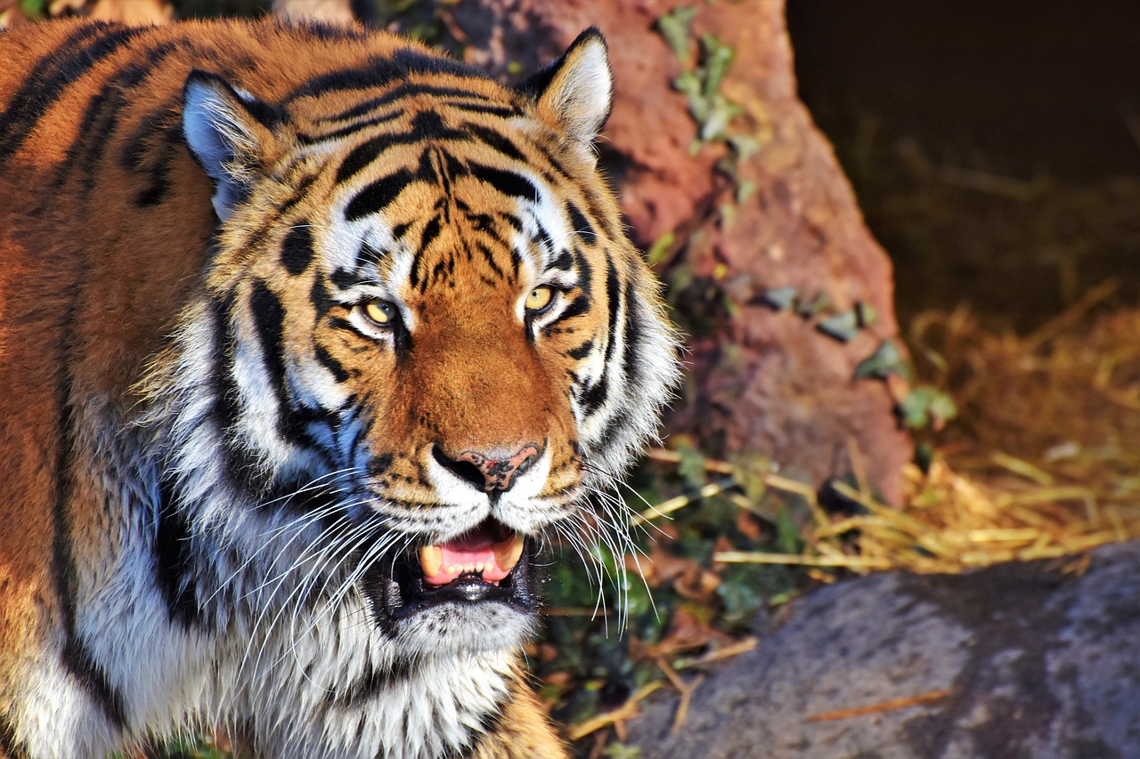 tiger cat predator free photo