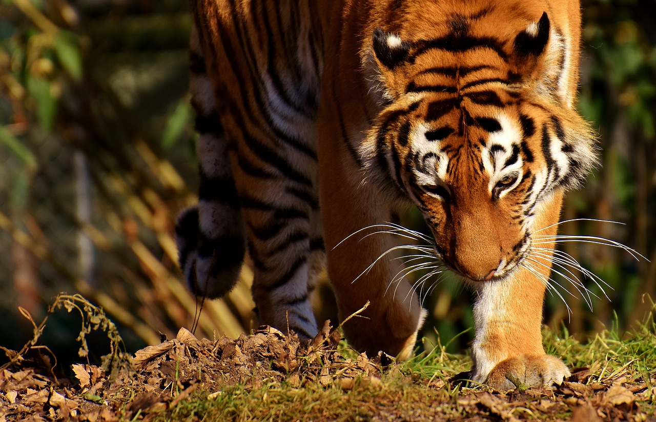 tiger cat predator free photo