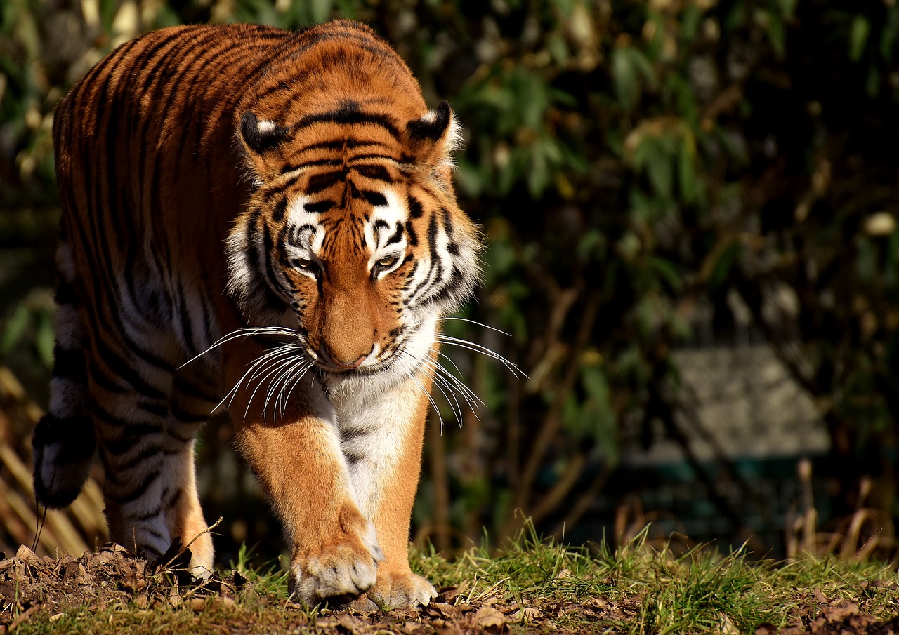 tiger cat predator free photo