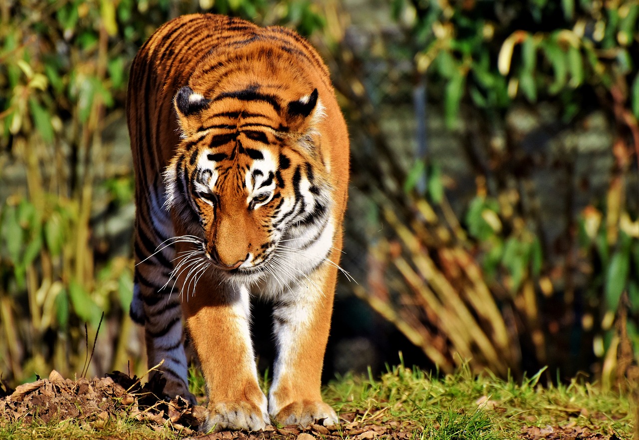 tiger cat predator free photo