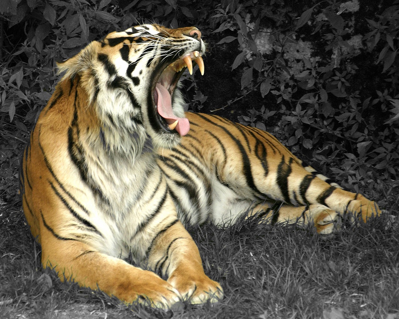 tiger cat mammal free photo