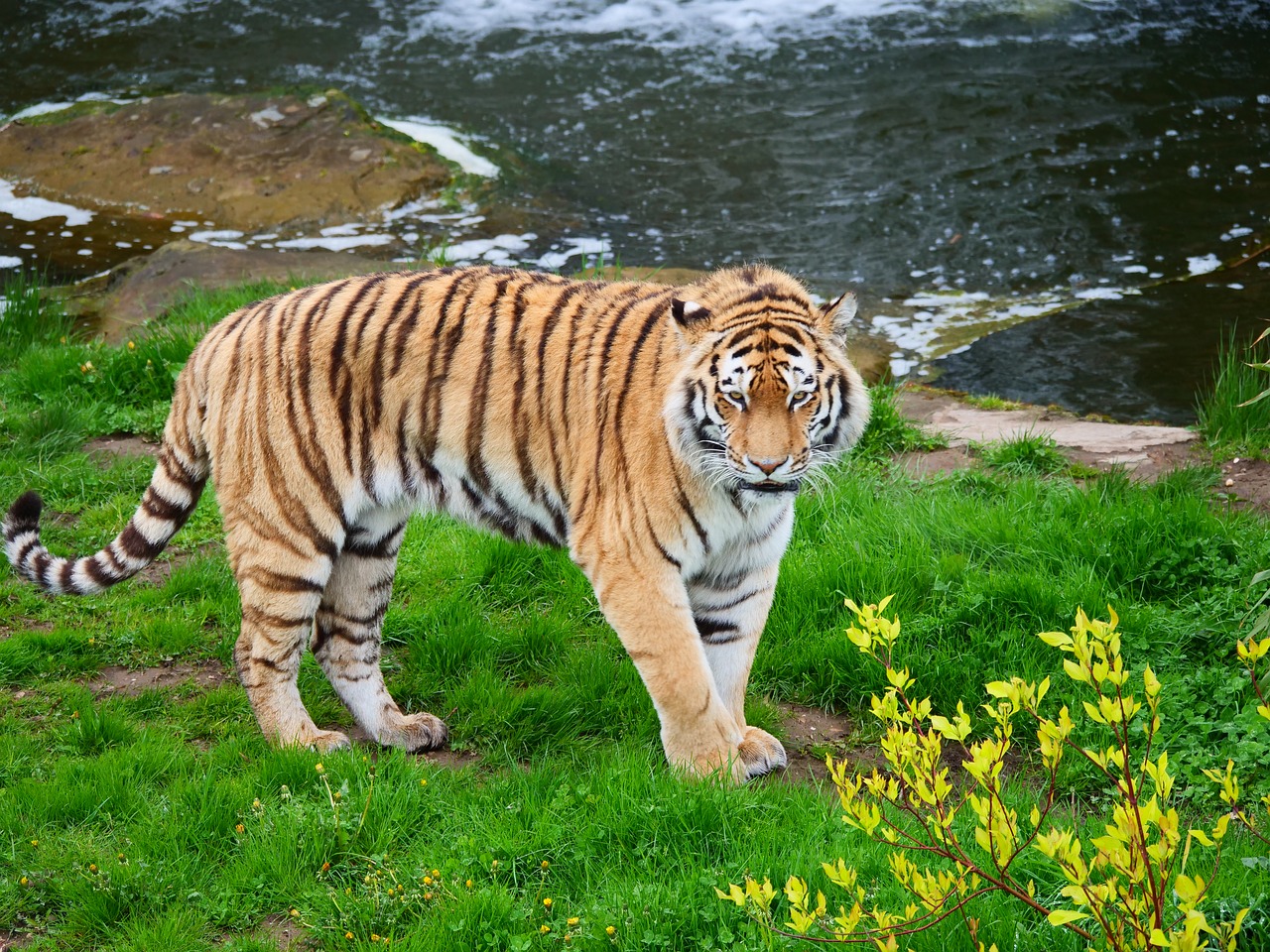 tiger  big cat  wildlife free photo