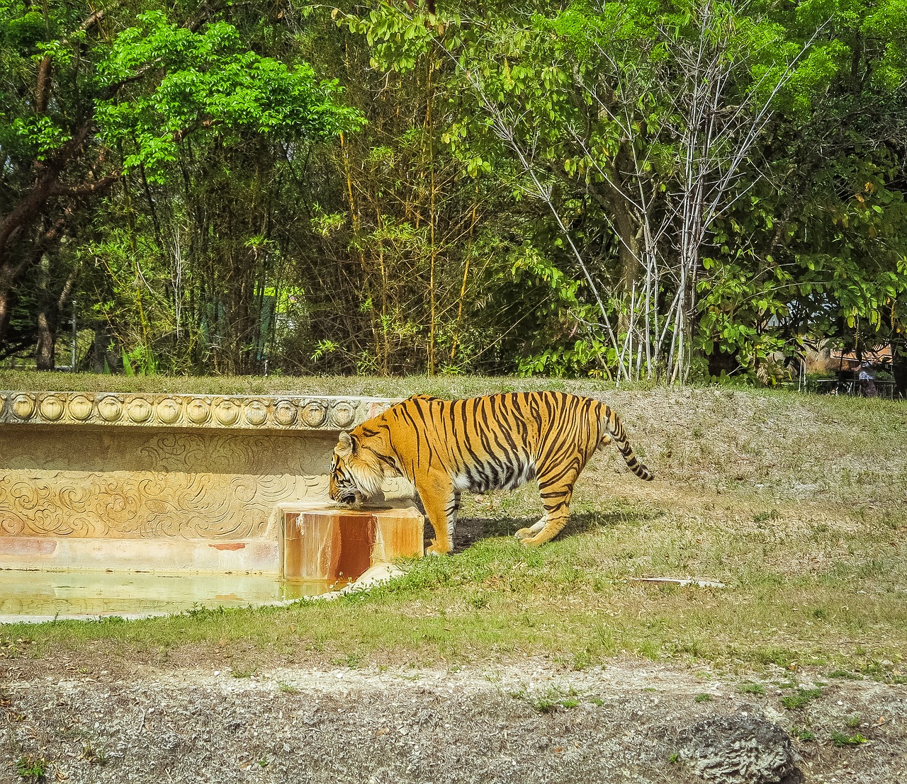 tiger  zoo  feral cat free photo