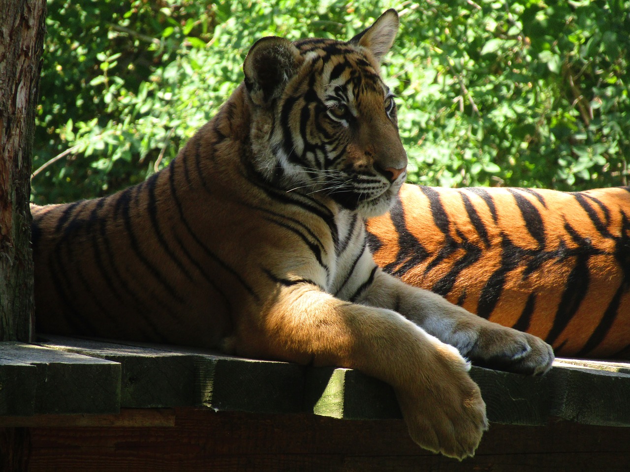 tiger  zoo  big tiger free photo