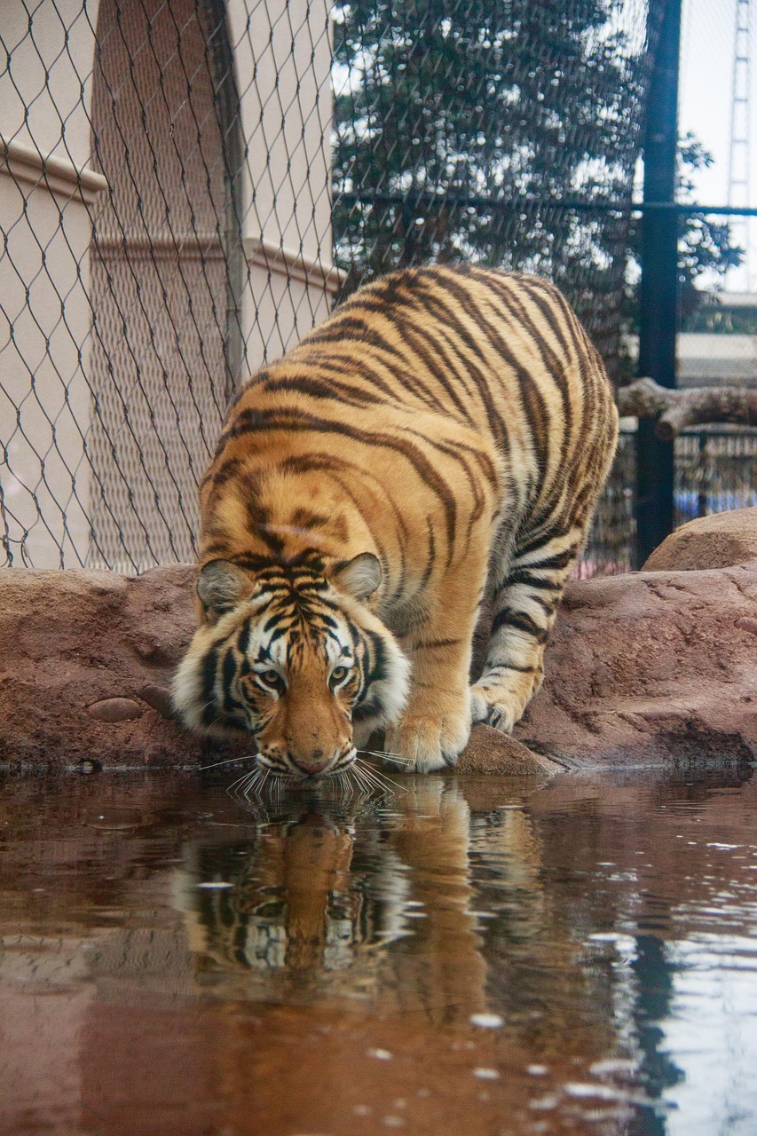 tiger  reflection  cat free photo