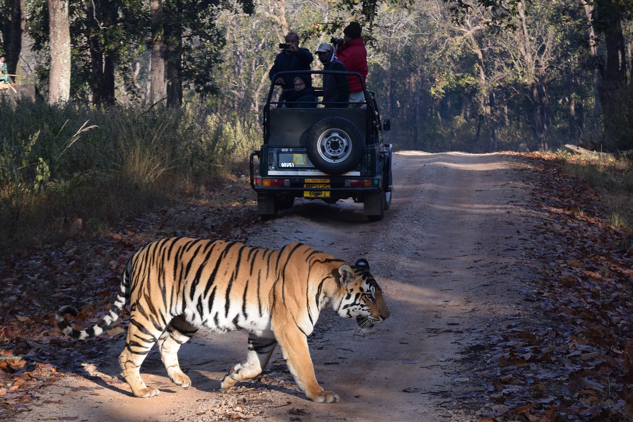 tiger  safari  india free photo