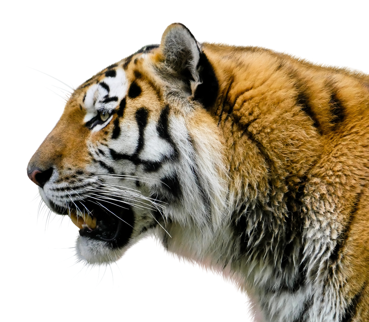 tiger  exemption  big cat free photo