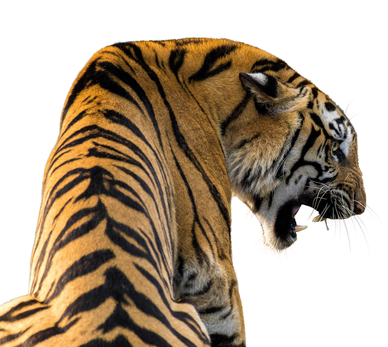 tiger  isolated  big cat free photo