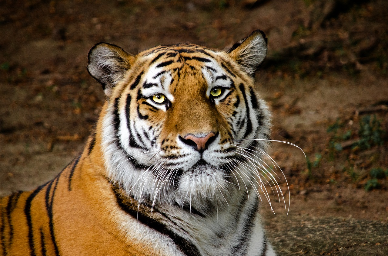 tiger  head  portrait free photo
