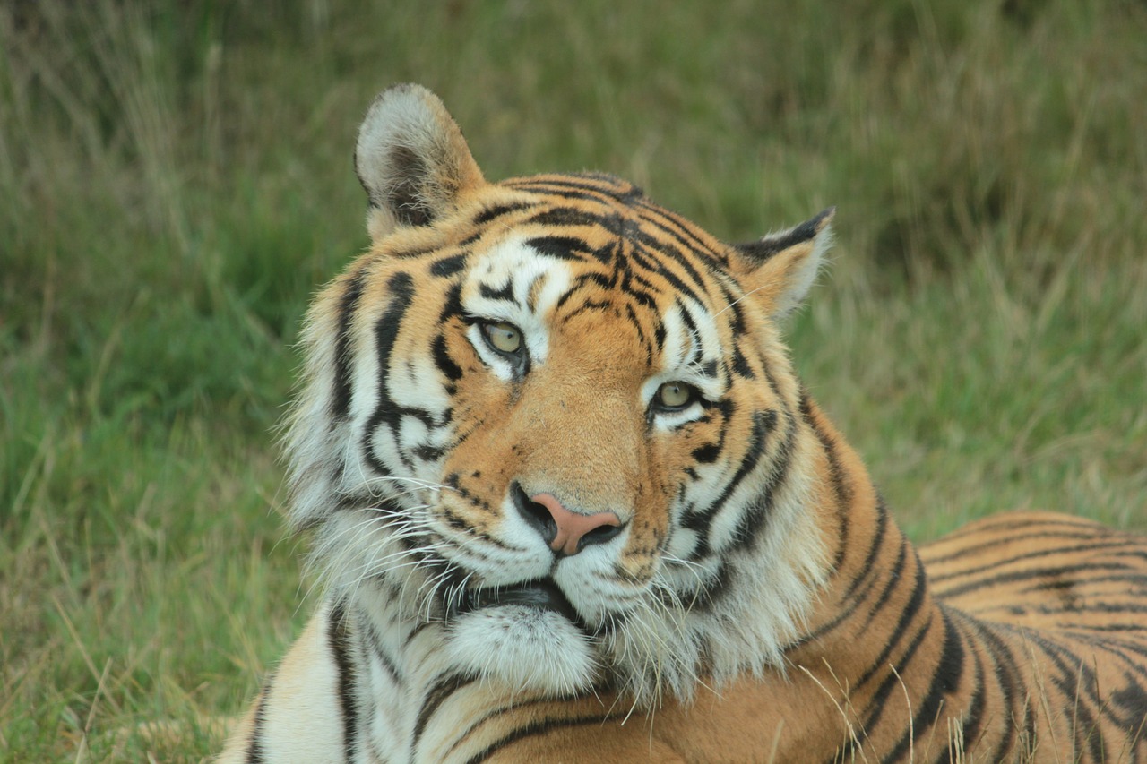 tiger  tawny  wild animal free photo