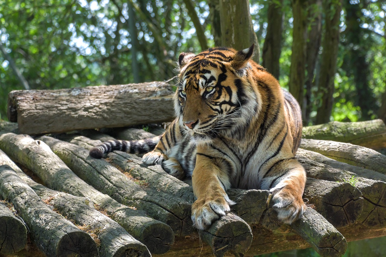tiger  feline  predator free photo