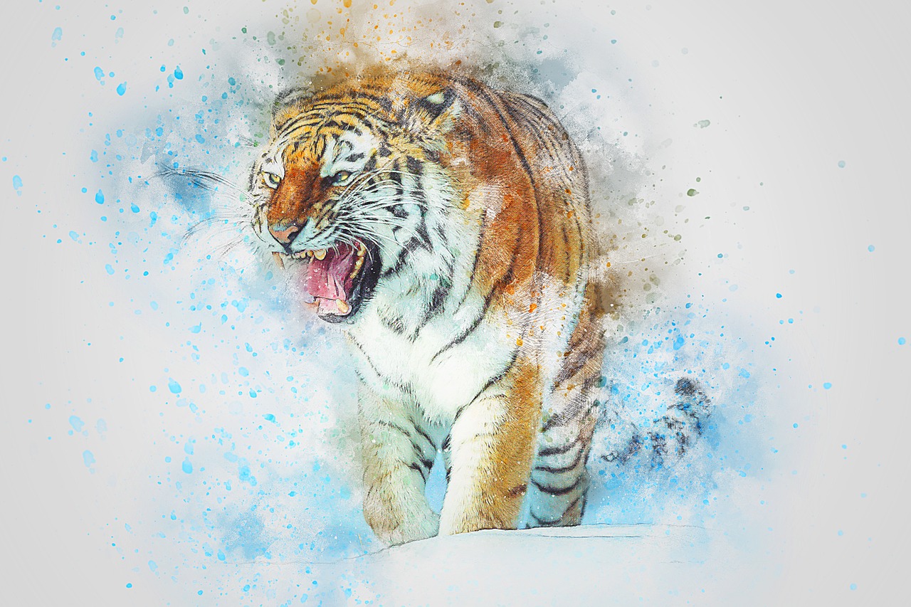 tiger  roar  animal free photo