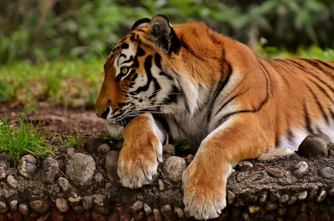 tiger  big cat  predator free photo