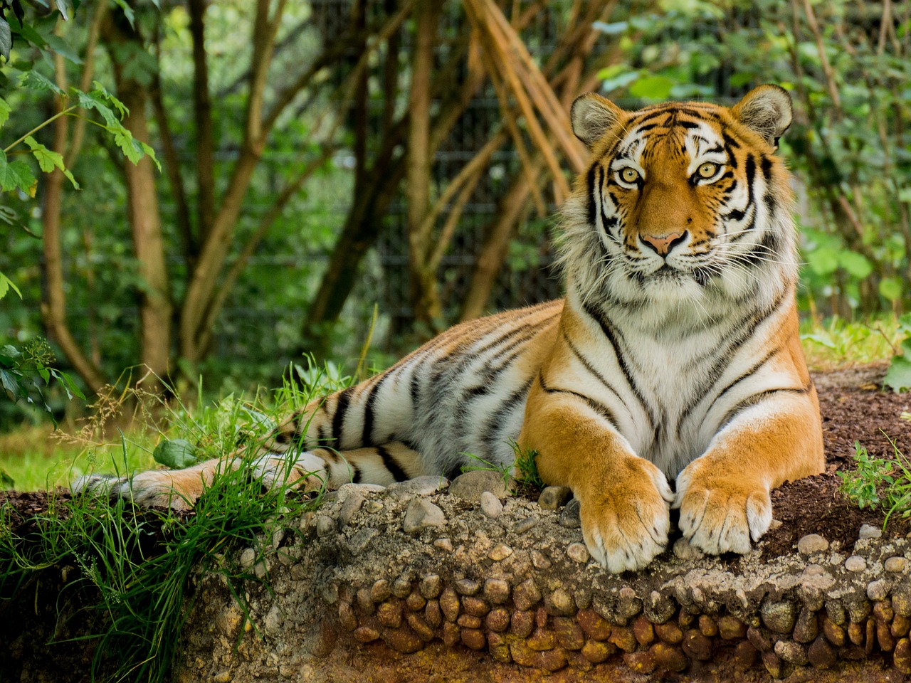 tiger  predator  animal free photo