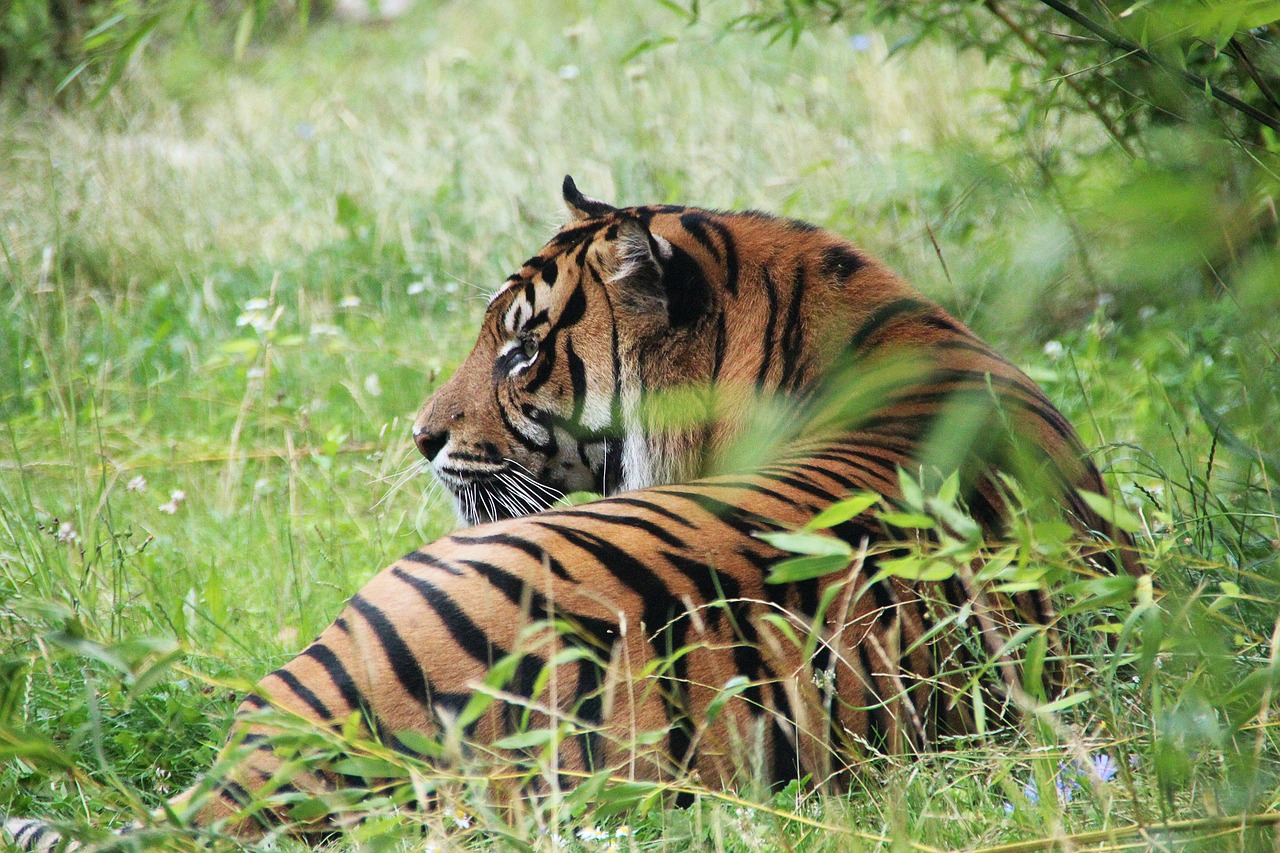 tiger  wilderness  predator free photo