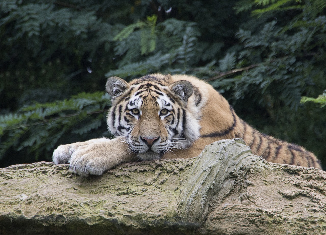 tiger  wilderness  predator free photo