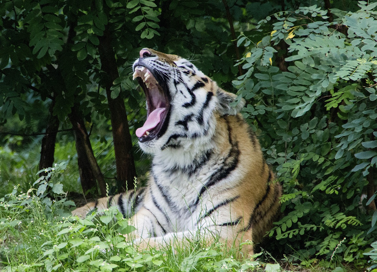 tiger  wilderness  predator free photo