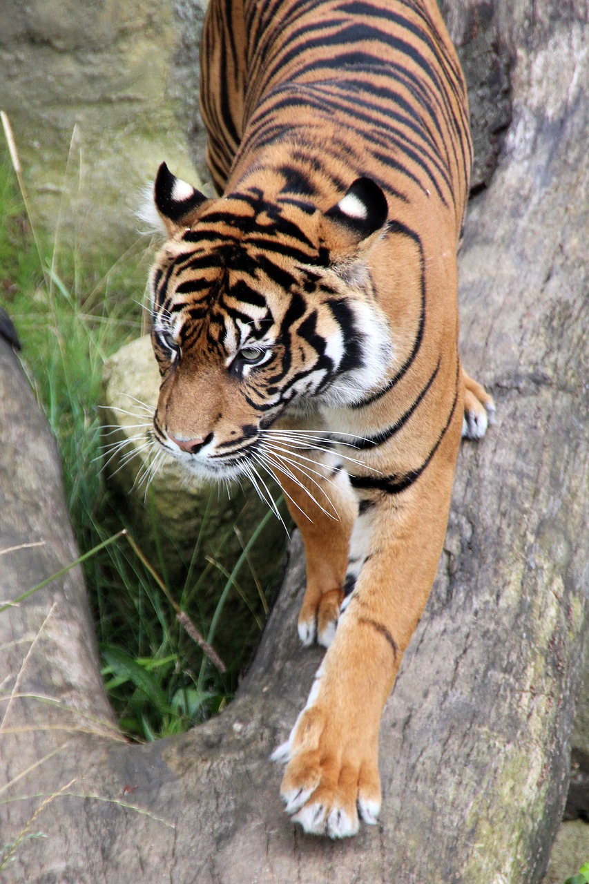 tiger  wilderness  animal world free photo