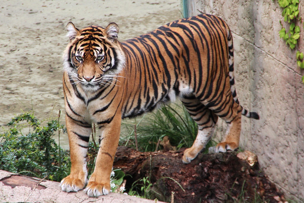 tiger  zoo  predator free photo