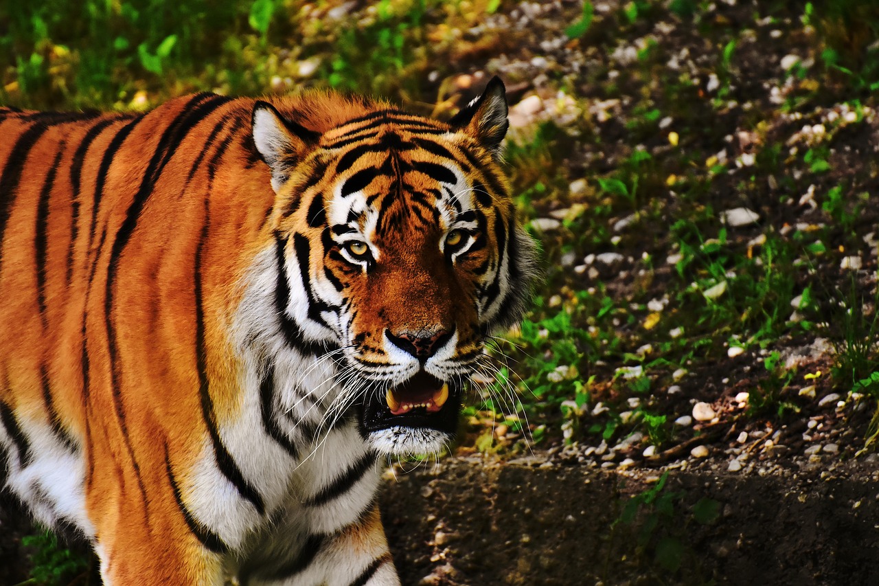 tiger  big cat  predator free photo