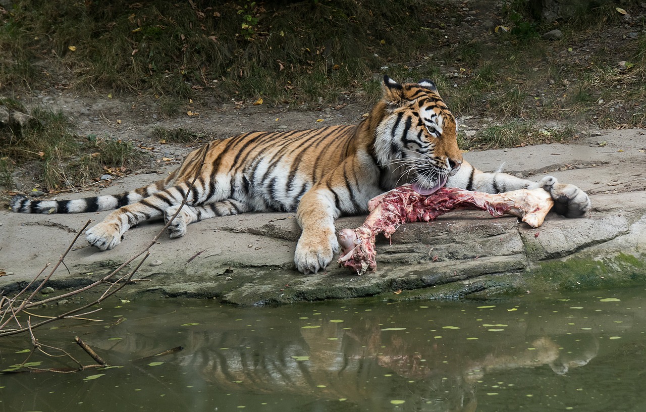tiger  animal  predator free photo