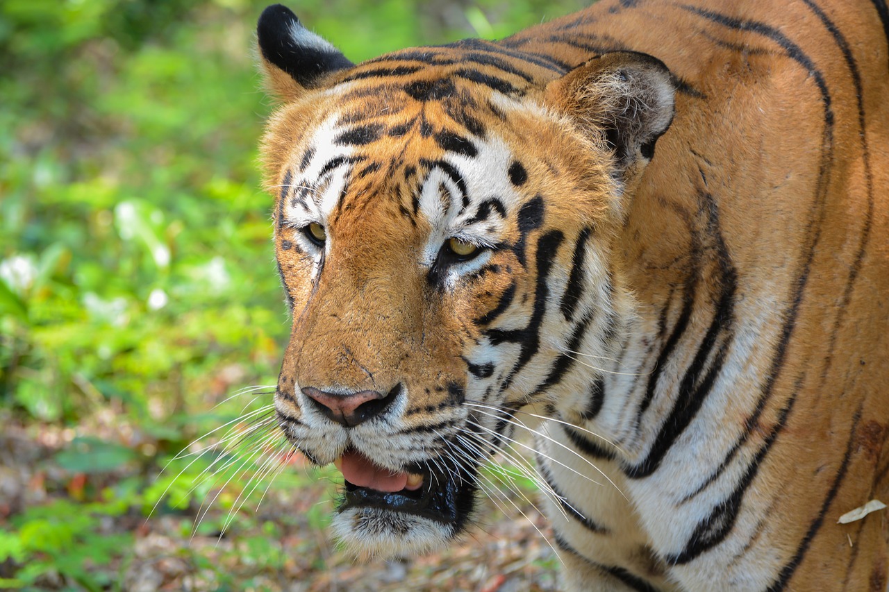 tiger  park  zoo free photo