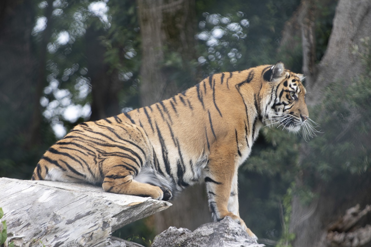 tiger  ireland zoo  wildlife free photo