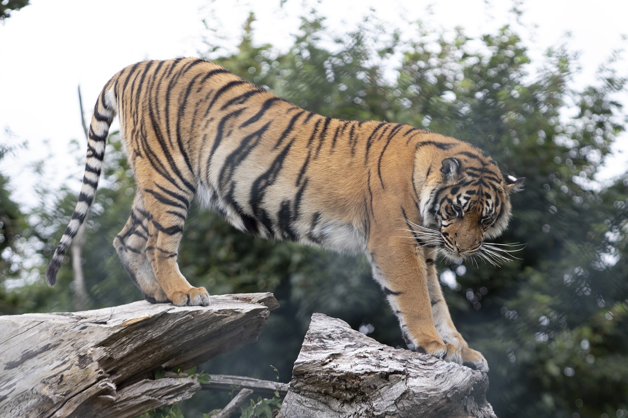 tiger  ireland zoo  wildlife free photo