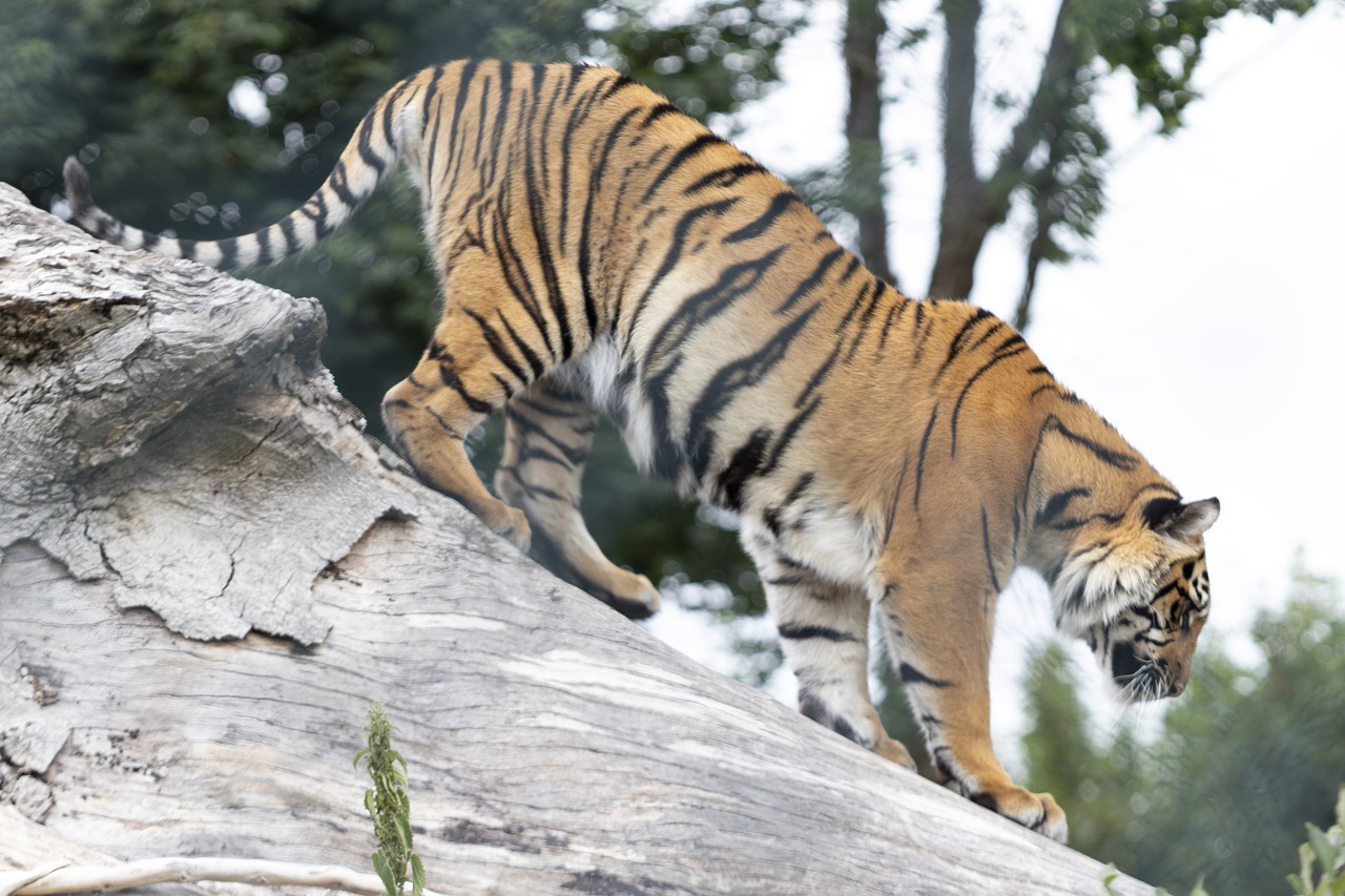 tiger  ireland zoo  wildlife free photo