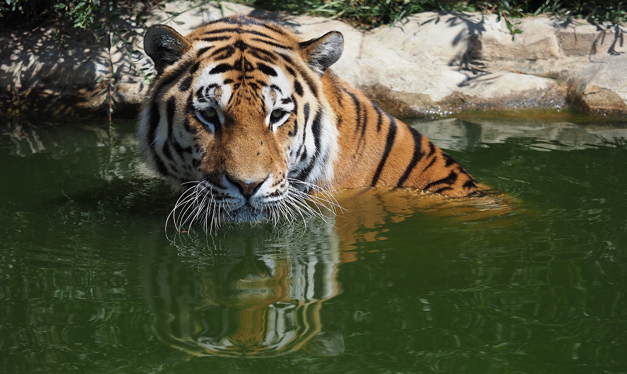tiger  animal  wild free photo