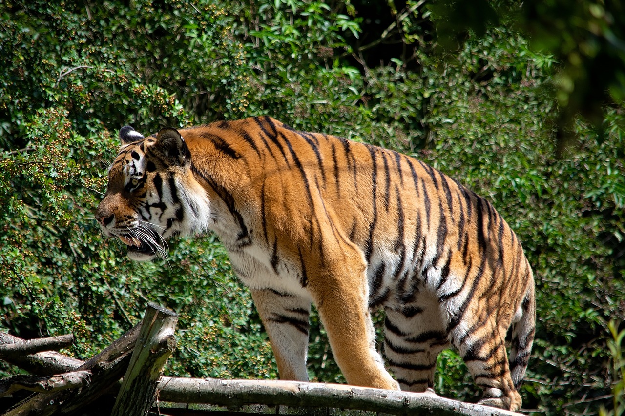 tiger  animal  animal world free photo