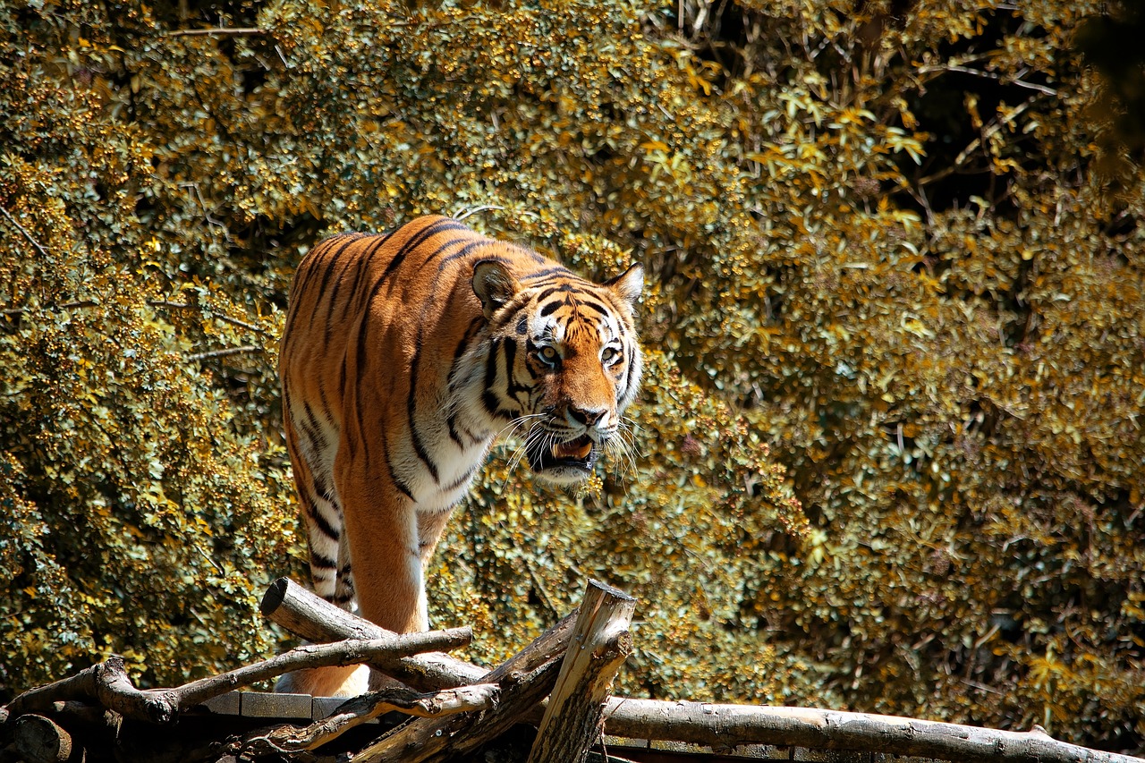 tiger  animal  animal world free photo