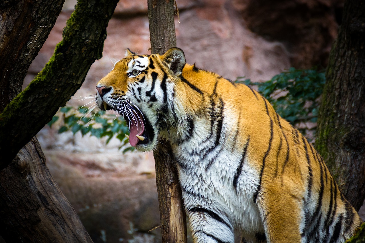 tiger  wild  predator free photo