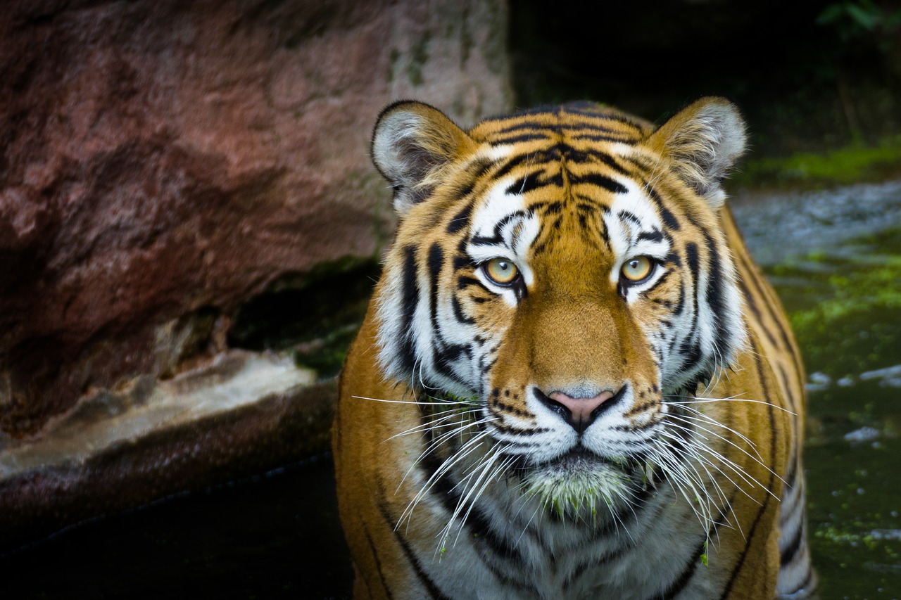 tiger  wild  predator free photo