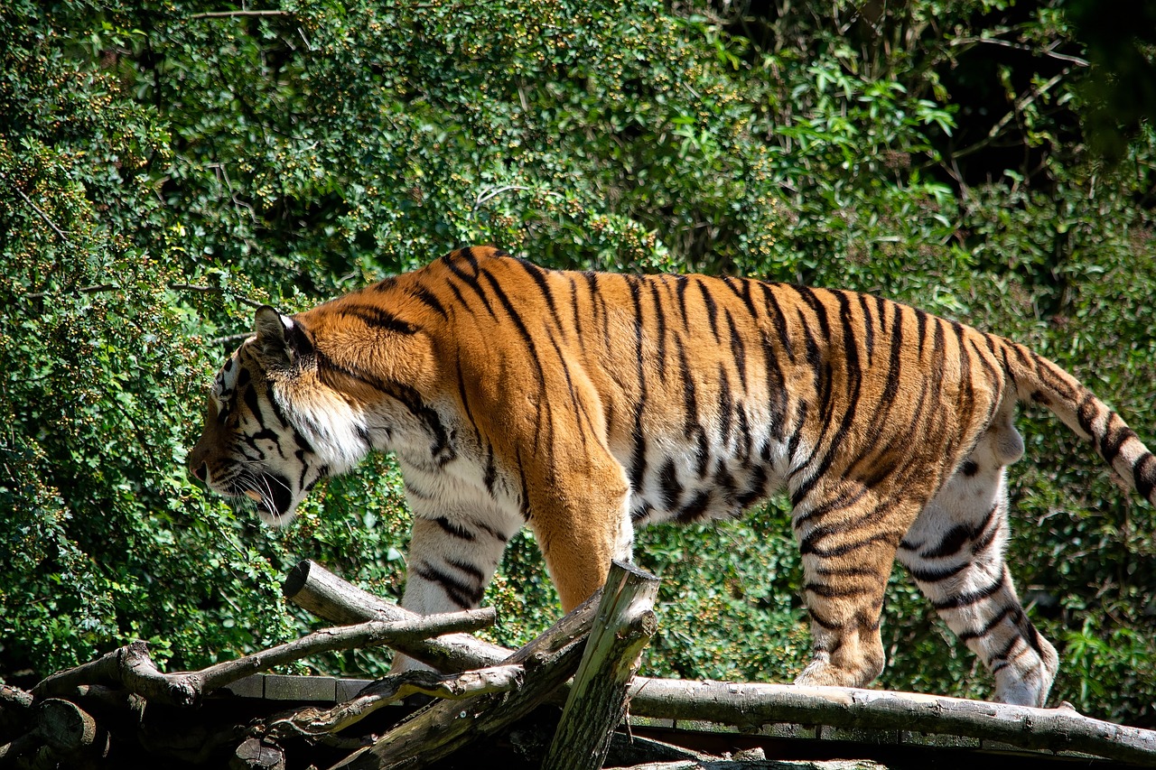 tiger  animal  animal world free photo