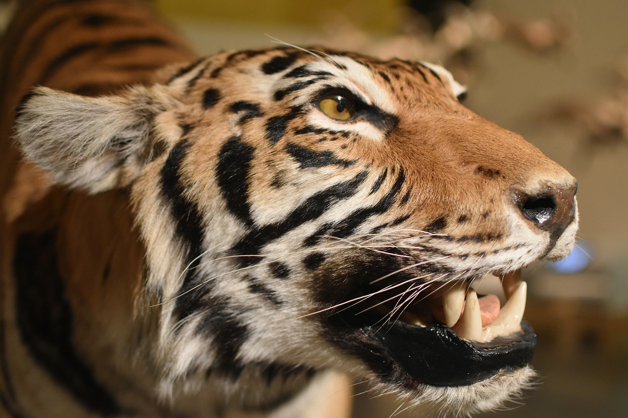 tiger  animals  portrait free photo