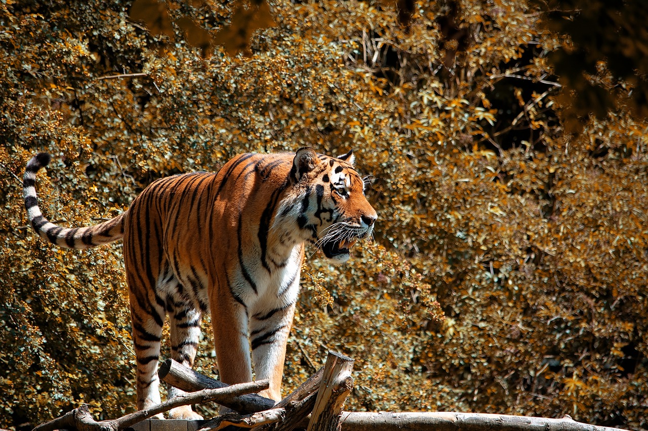 tiger  animal  animal world free photo