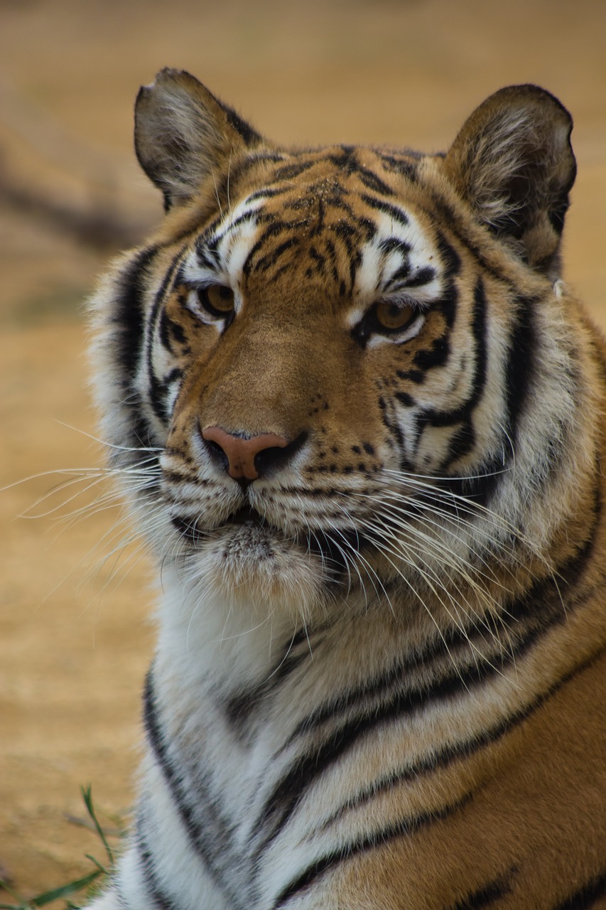 tiger  cat  stripes free photo