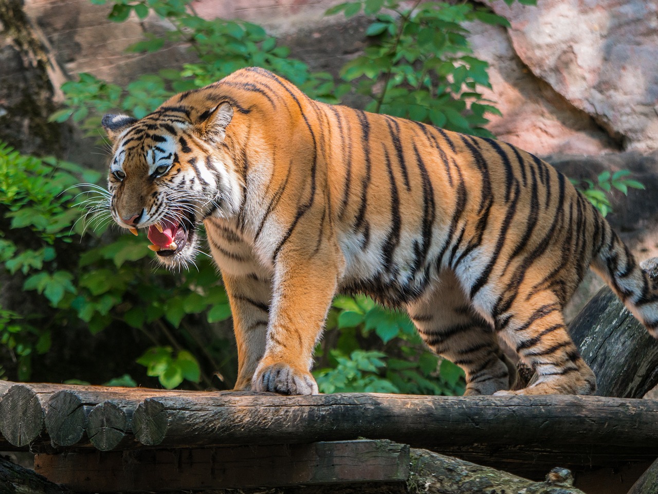 tiger  predator  big cat free photo