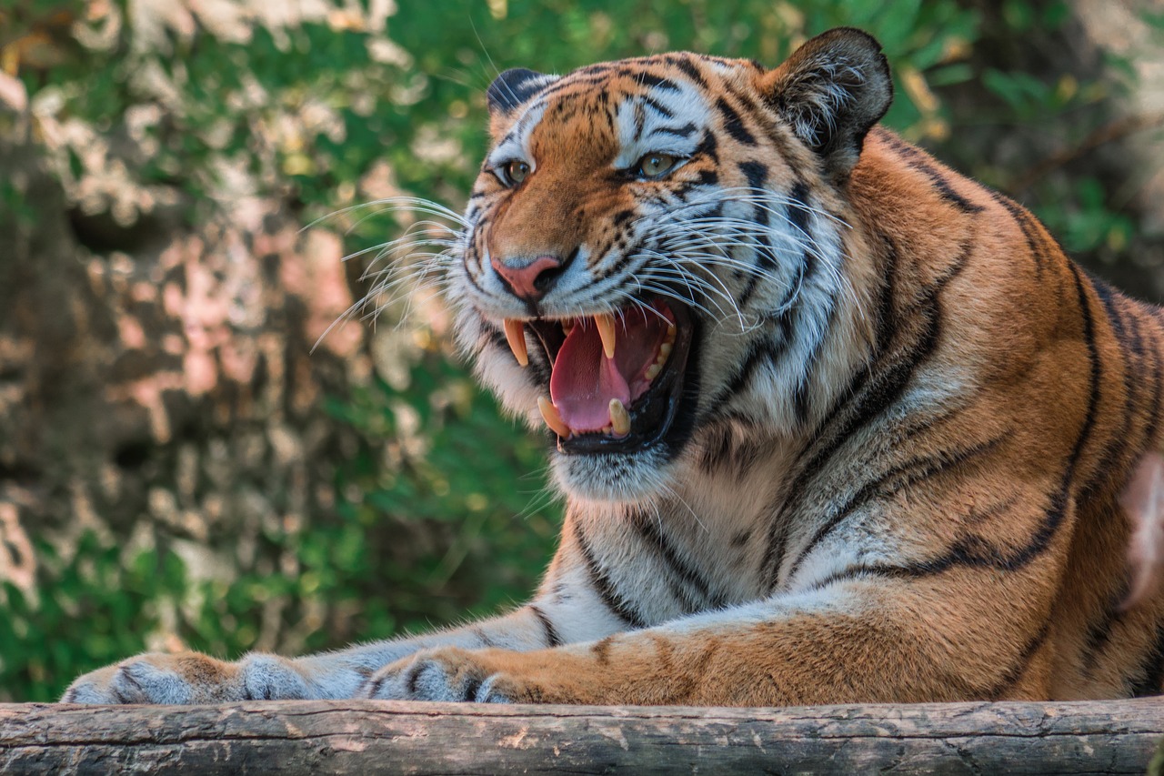 tiger  roar  dangerous free photo