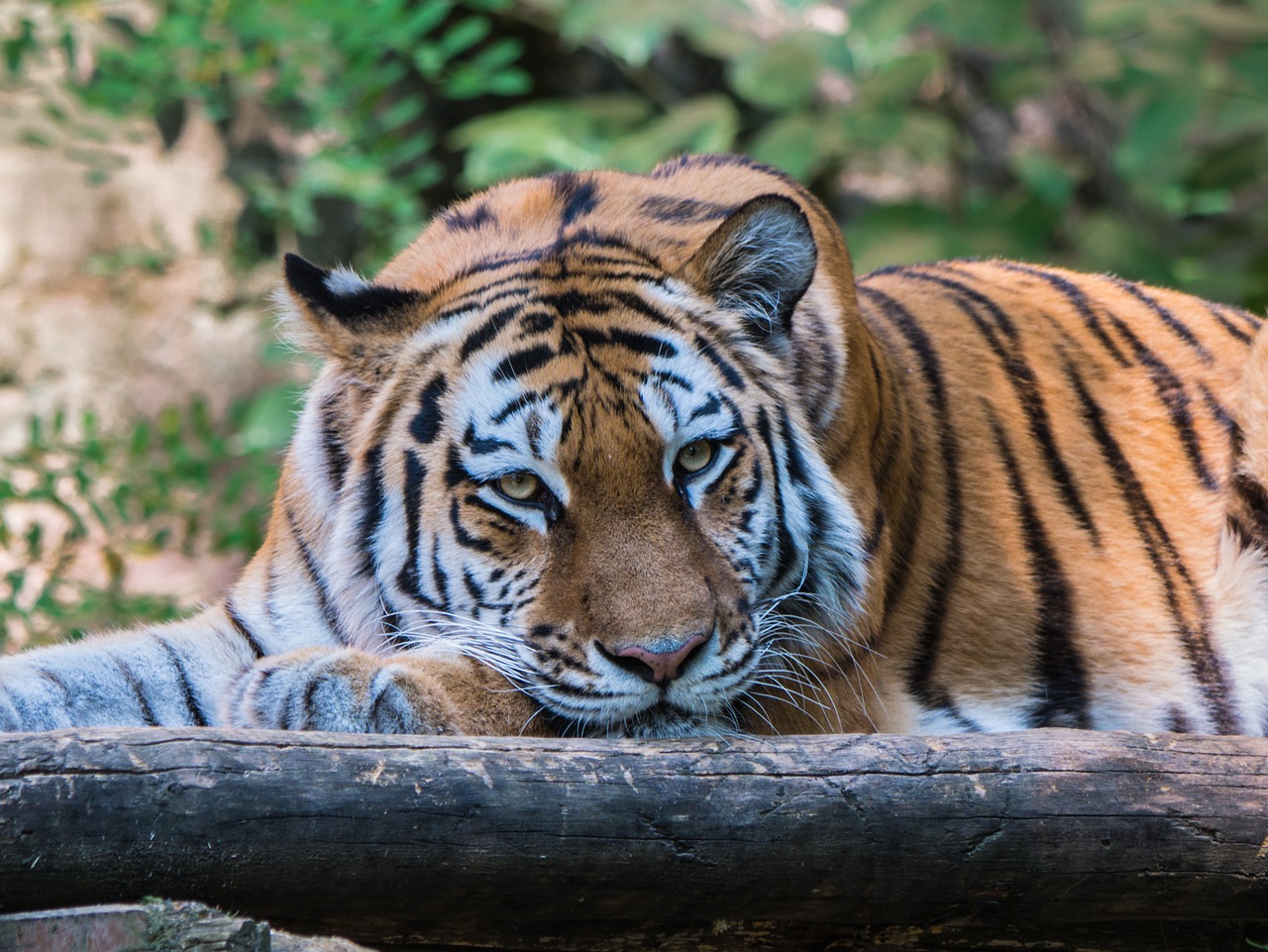 tiger  big cat  tiger head free photo