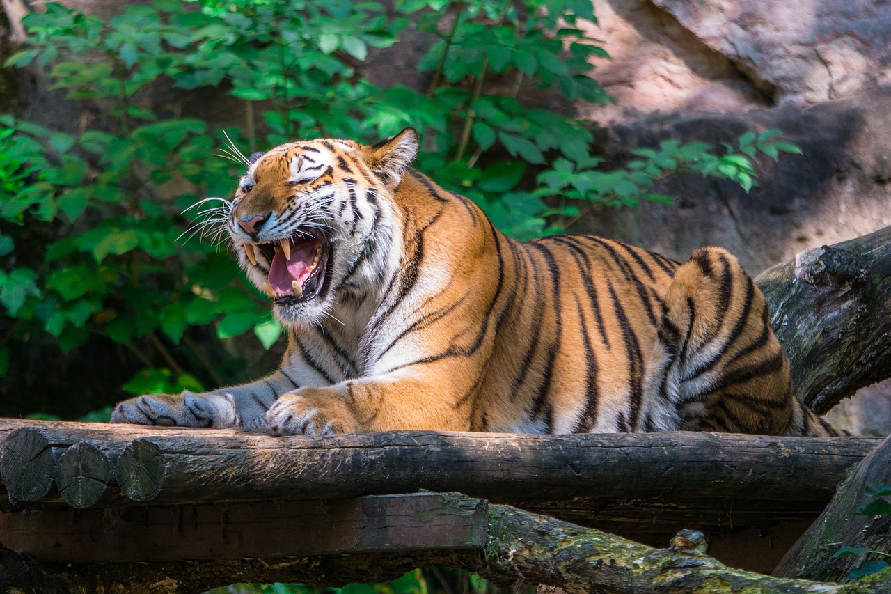 tiger  big cat  roar free photo