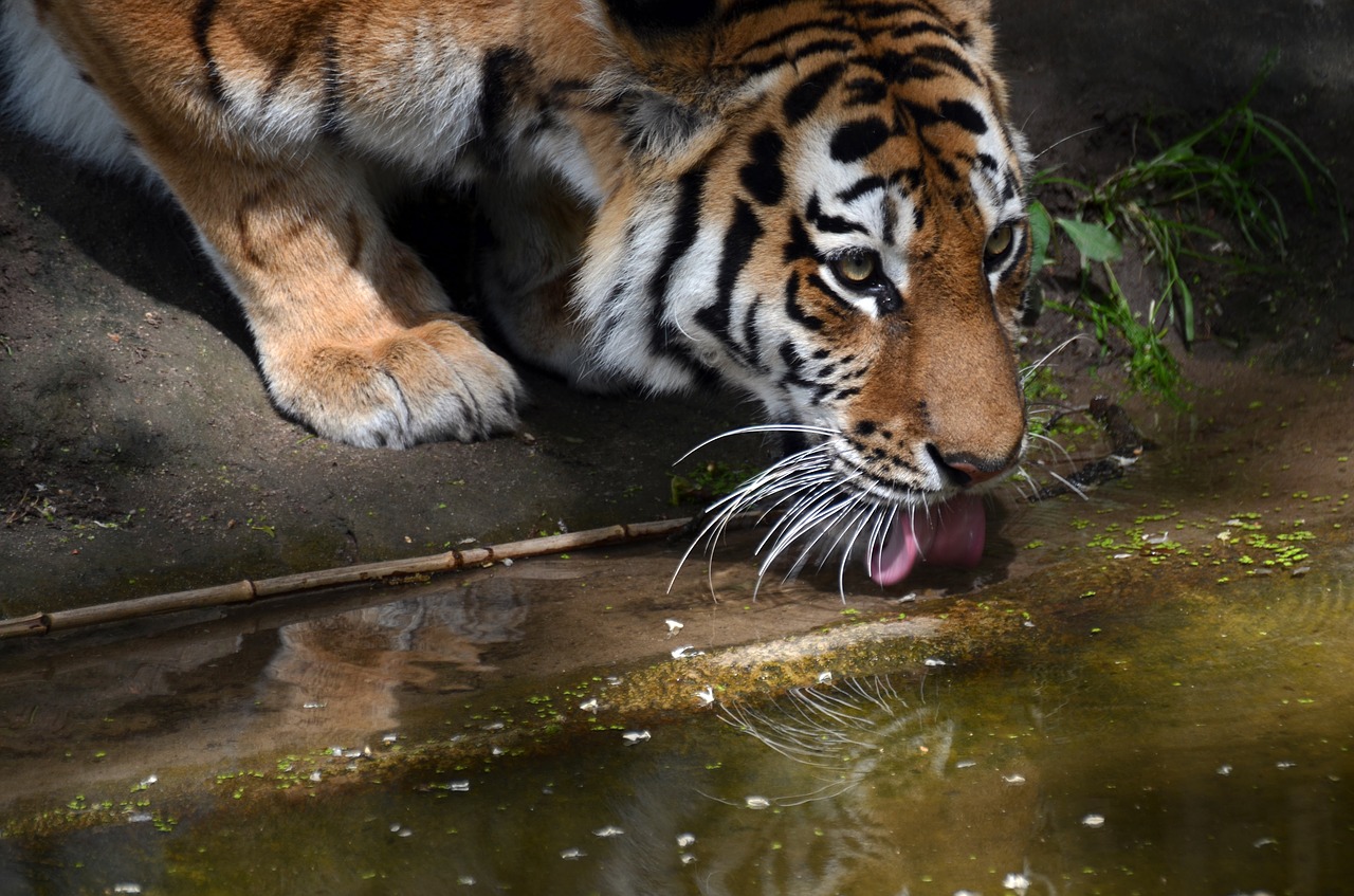 tiger  thirst  drink free photo