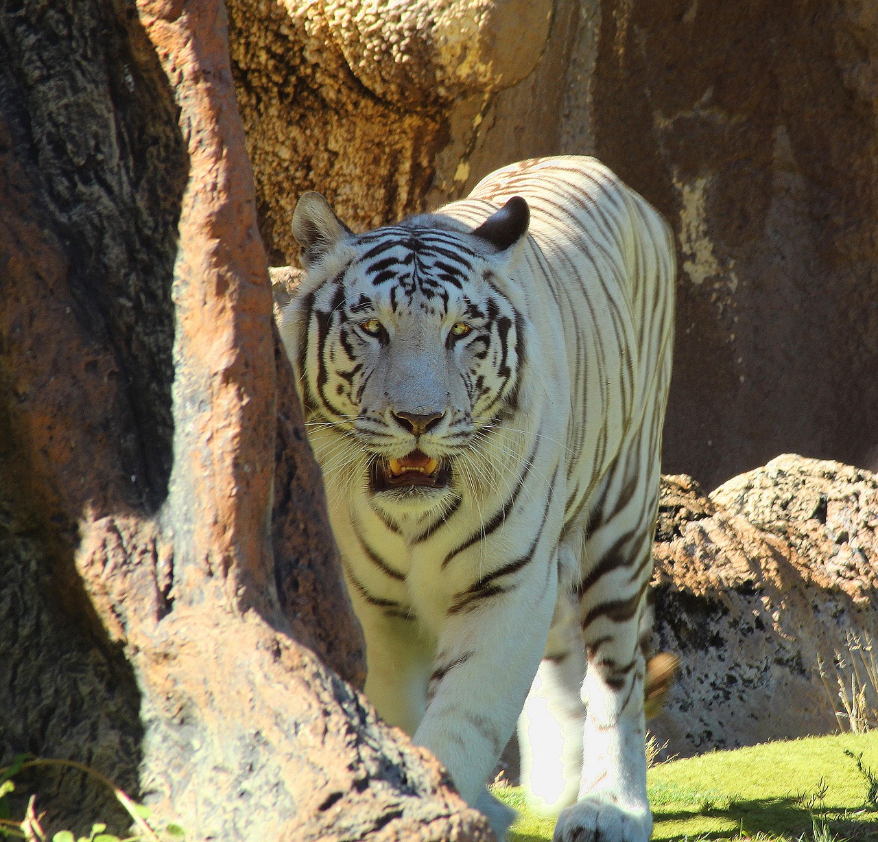 tiger  hunts  dangerous free photo