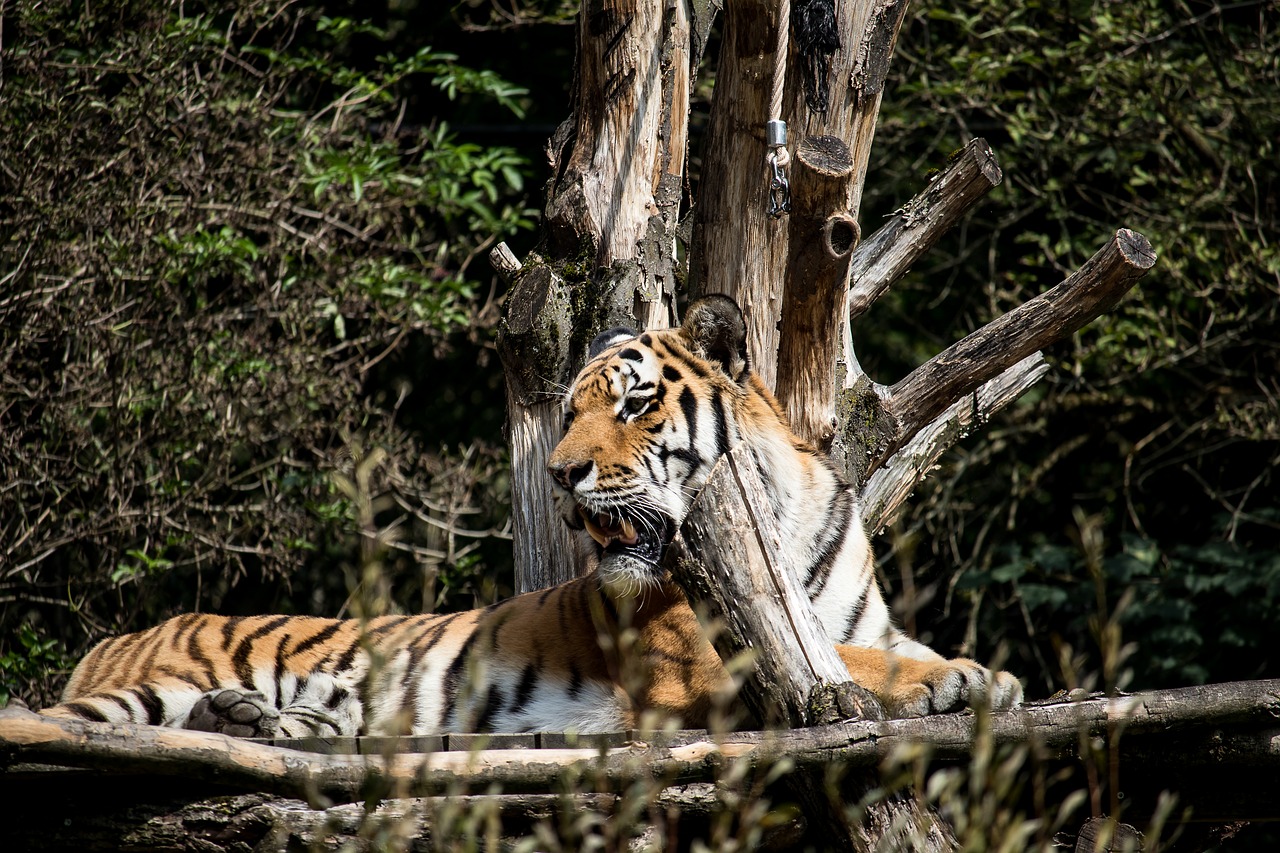 tiger  predator  animal free photo