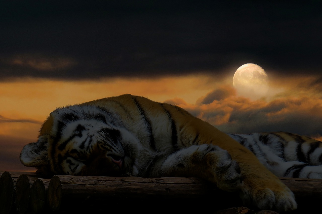 tiger  sleep  rest free photo