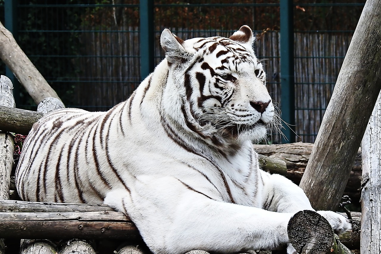 tiger  white  white-tiger free photo