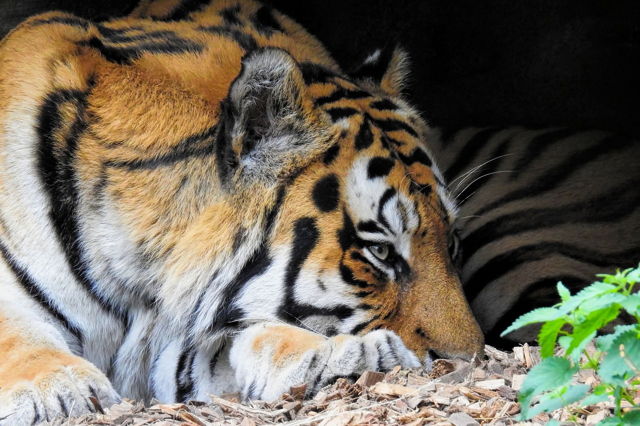 tiger  siberian-tiger  big cat free photo