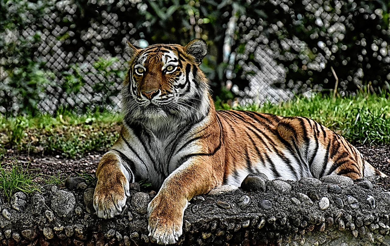 tiger  big cat  predator free photo